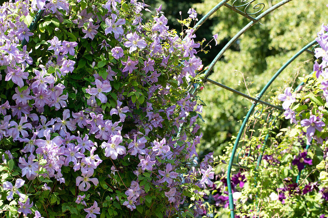 Clematis, purple