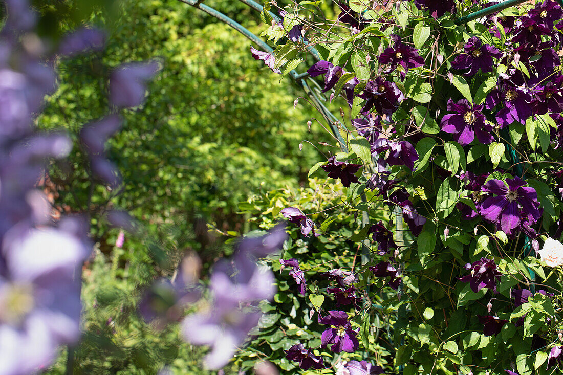 Clematis, purple