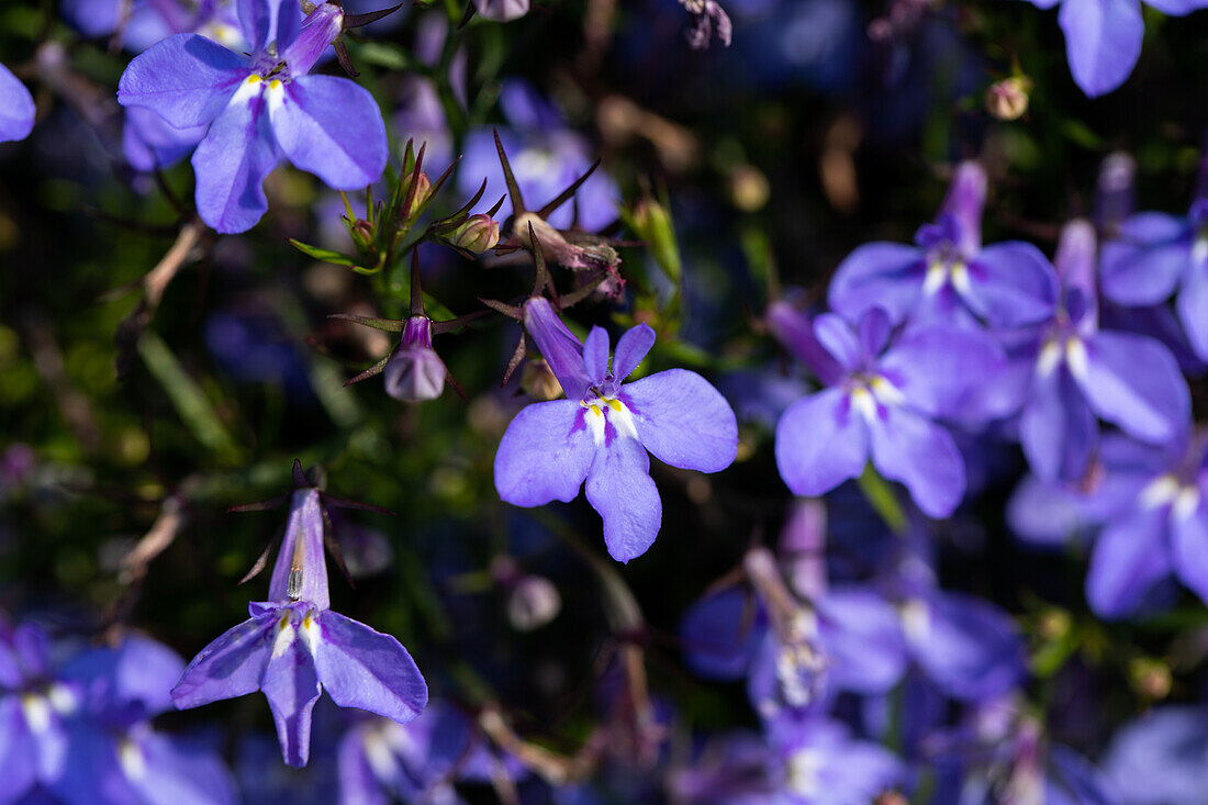 Lobelia erinus Glow Electric Blue