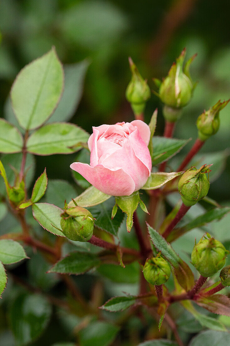 Climbing rose, pink