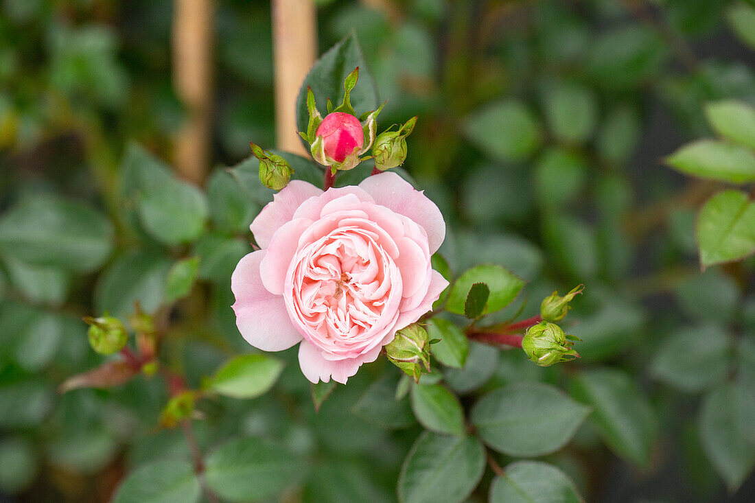 Climbing rose, pink