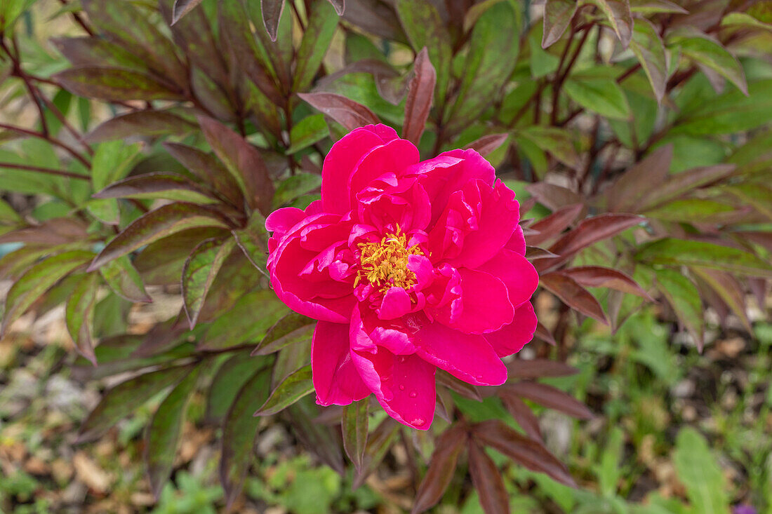 Paeonia x suffruticosa, purpurrot