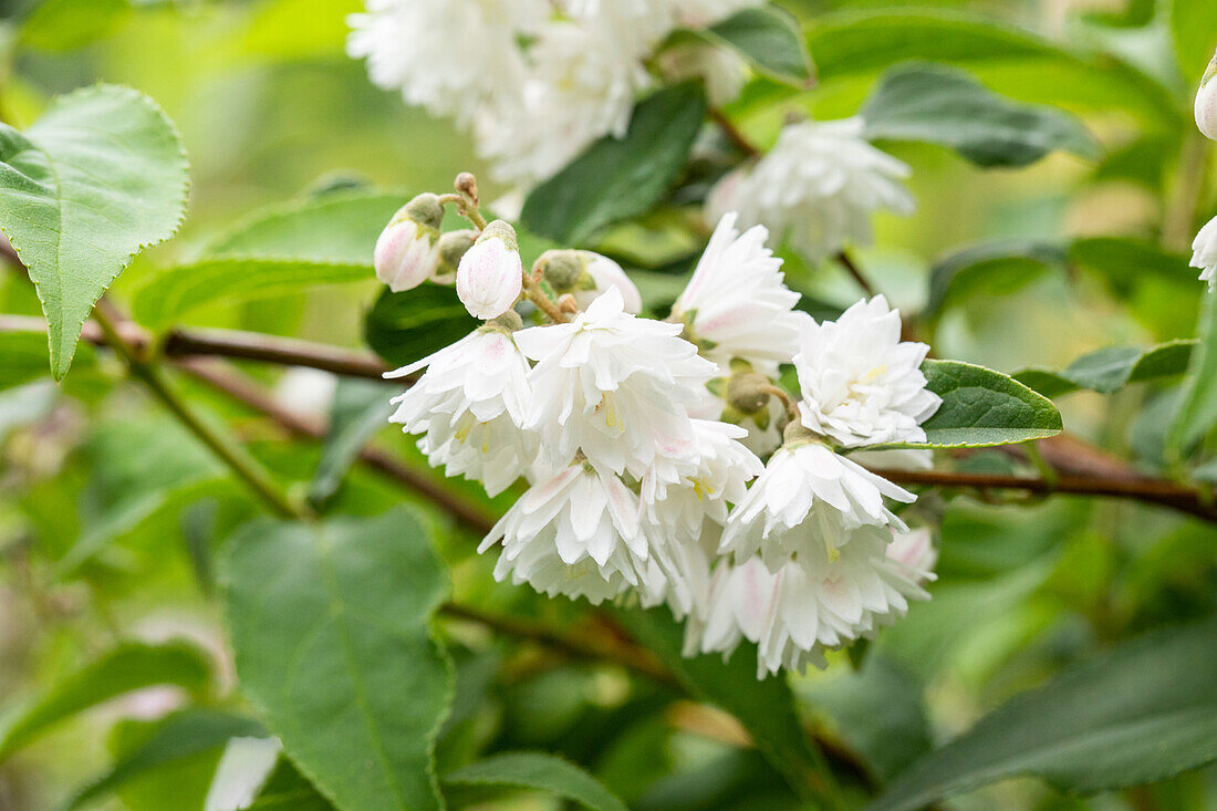 Deutzia scabra