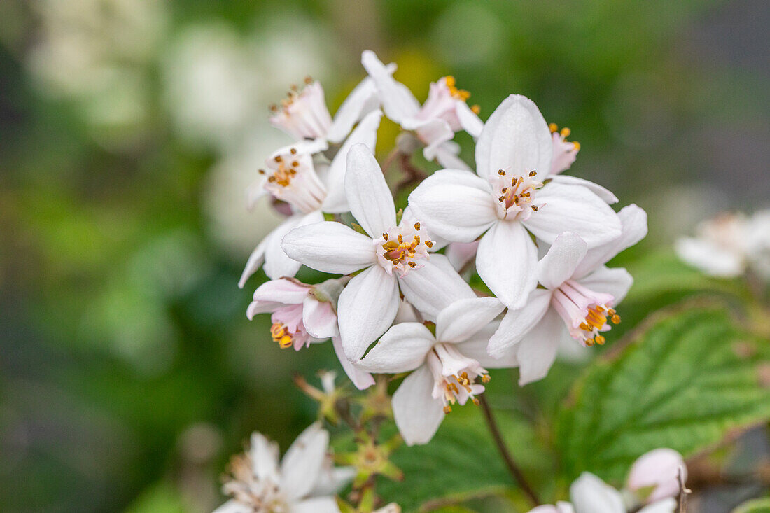 Deutzia x hybrida 'Mont Rose