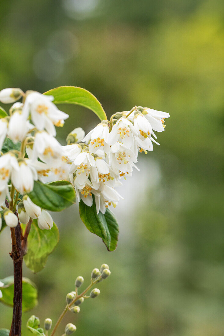 Deutzia scabra