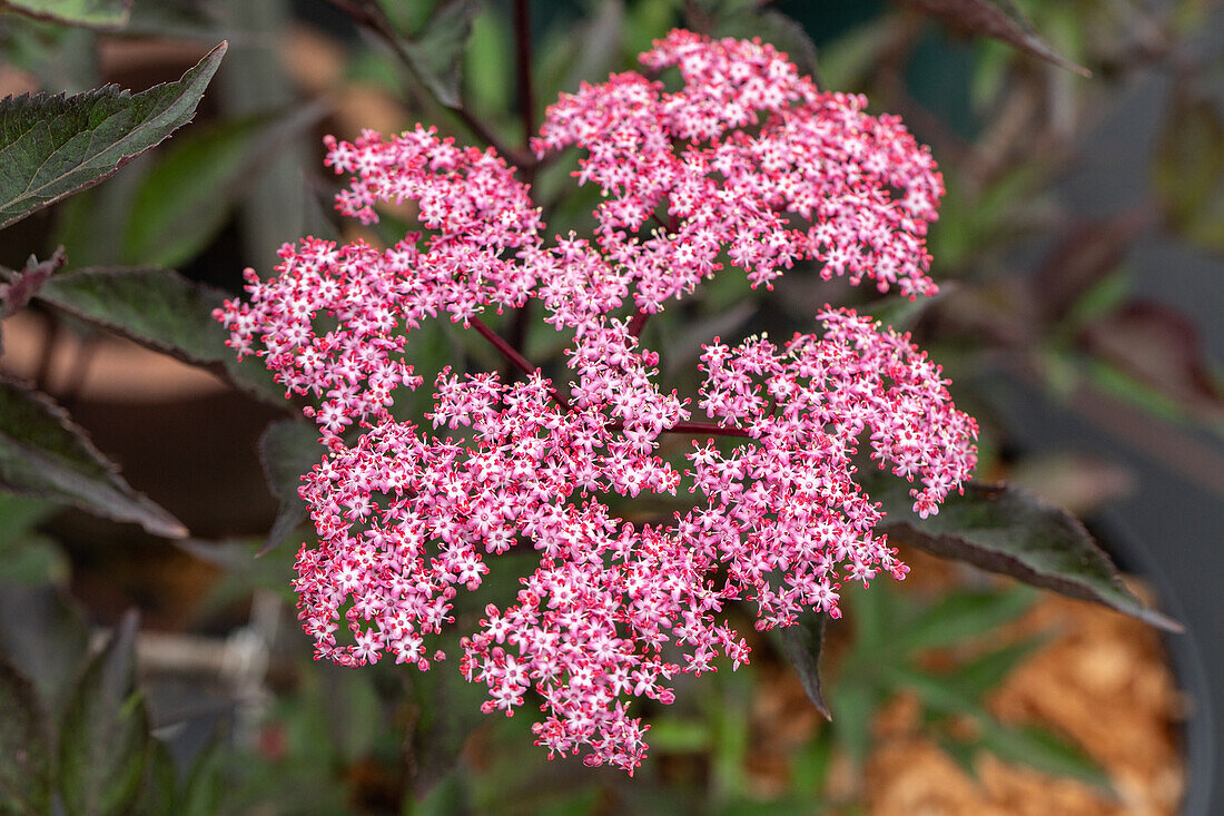 Sambucus nigra 'Thundercloud'