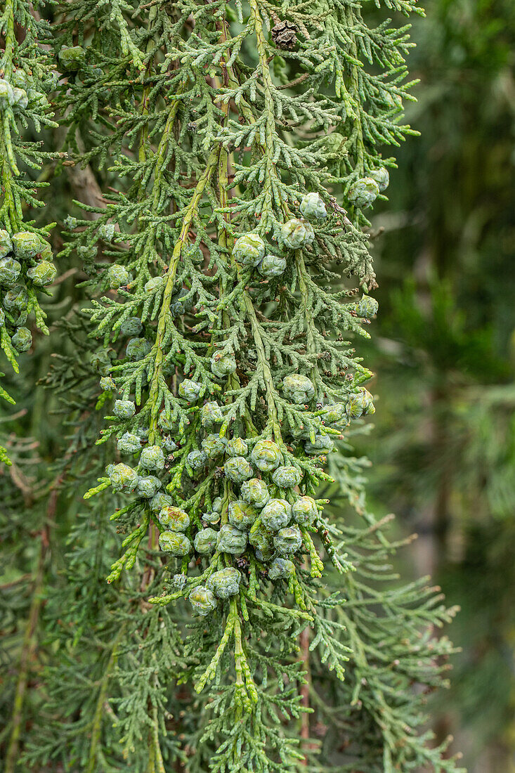 Chamaecyparis lawsoniana 'Intertexta'.