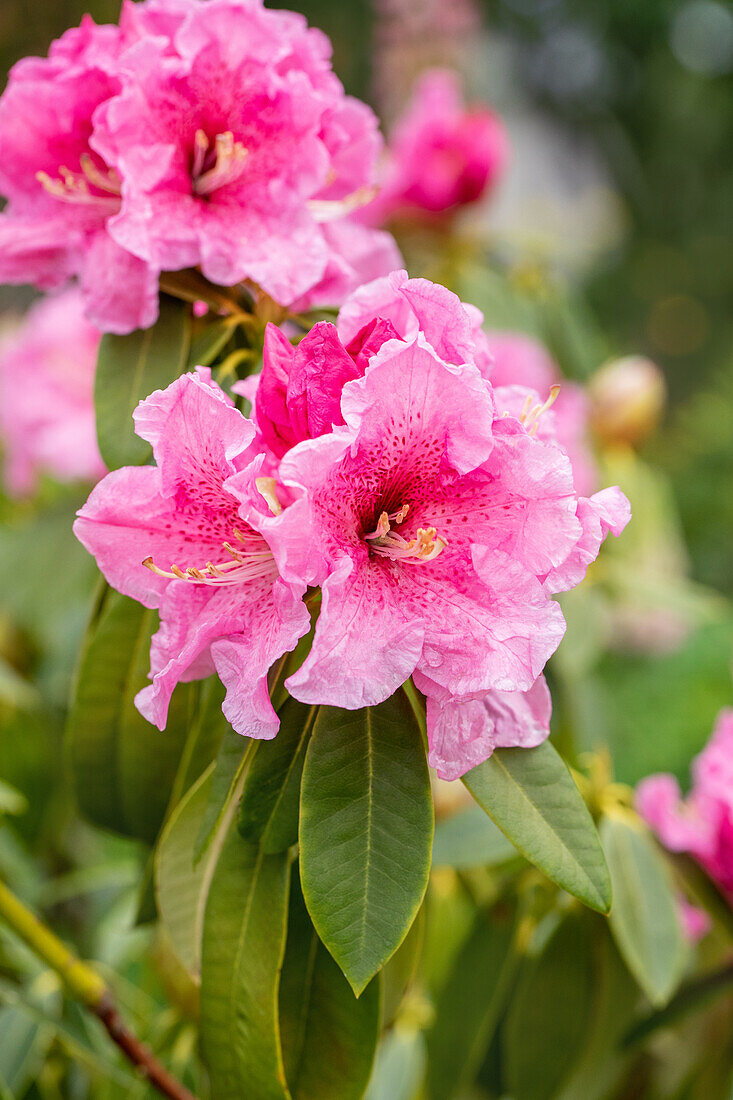 Rhododendron discolor 'Spätlese' (Late Harvest)