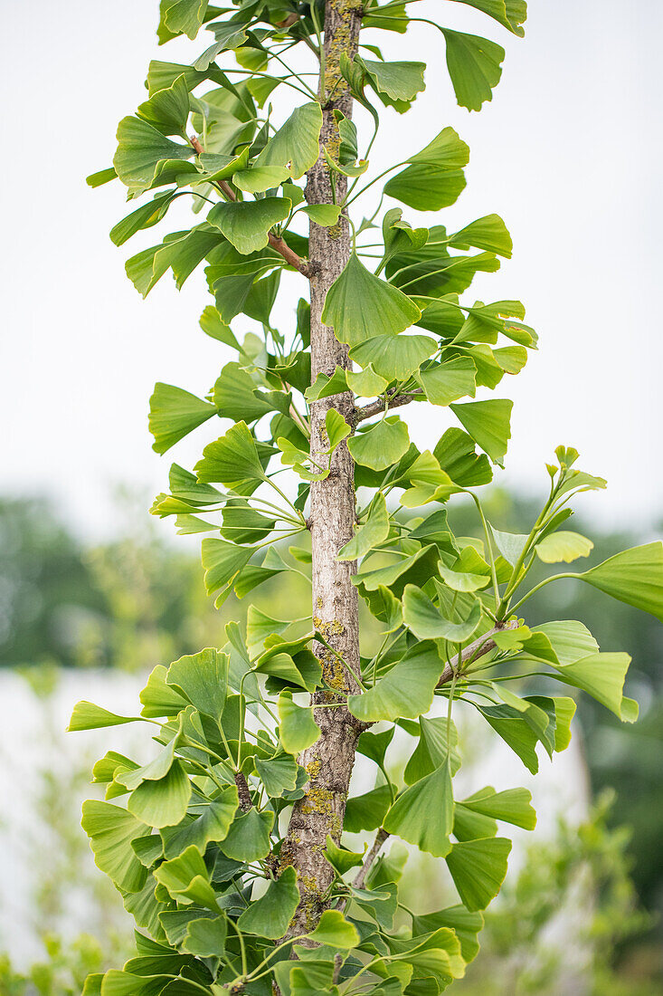 Ginkgo biloba Tremonia