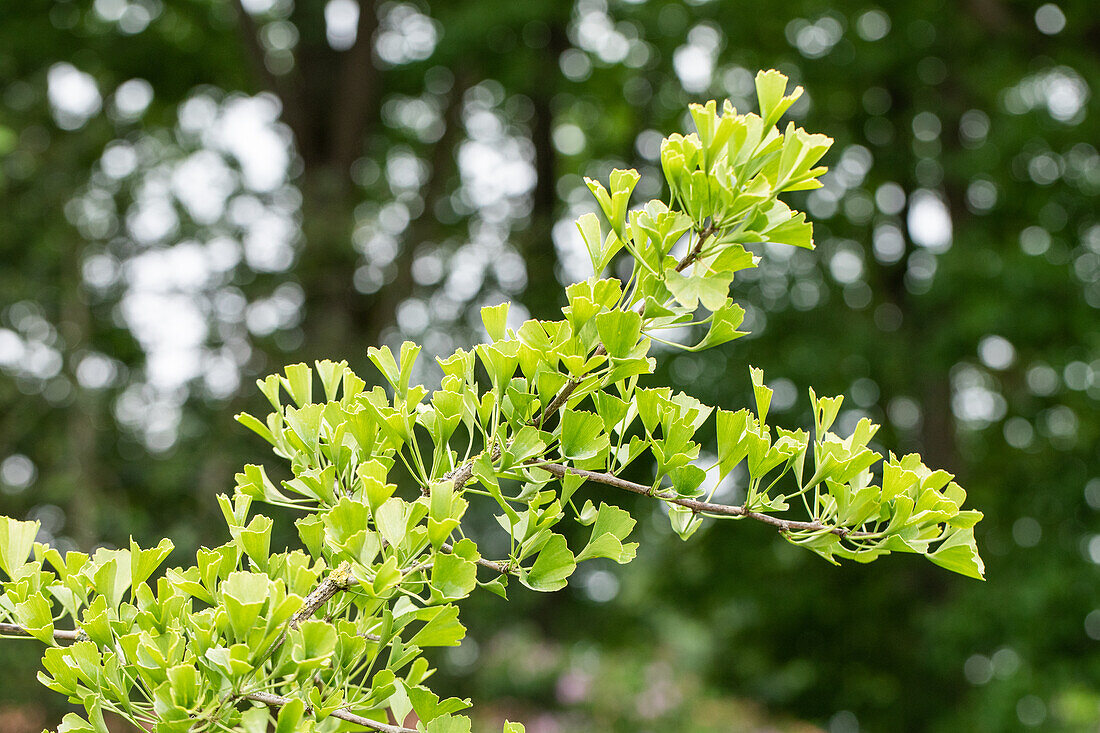 Ginkgo biloba Tubifolia