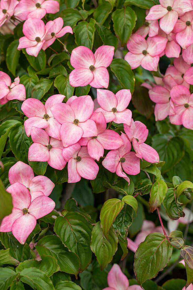 Cornus kousa 'Satomi'®