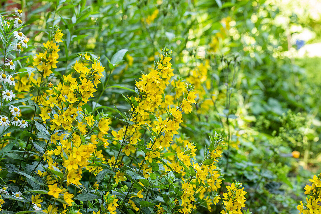 Lysimachia punctata