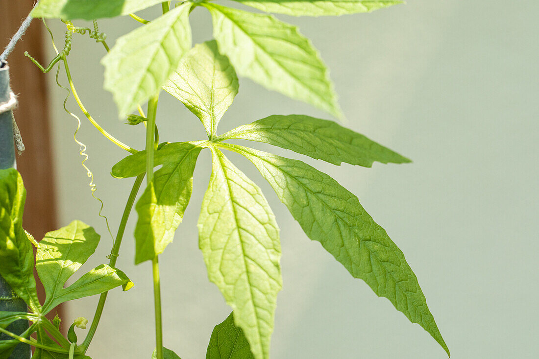 Cyclanthera pedata