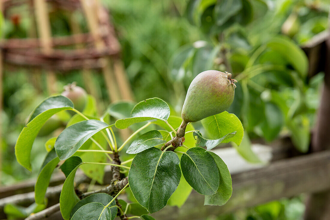 Pyrus communis