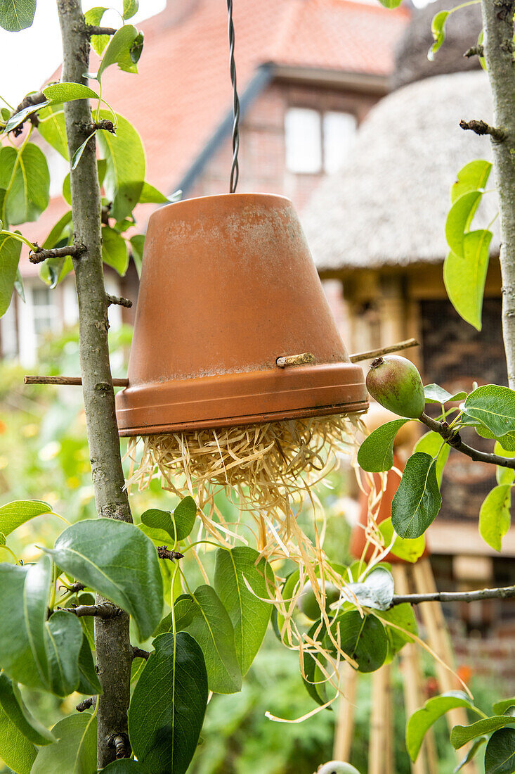 Garden decoration - Insect protection