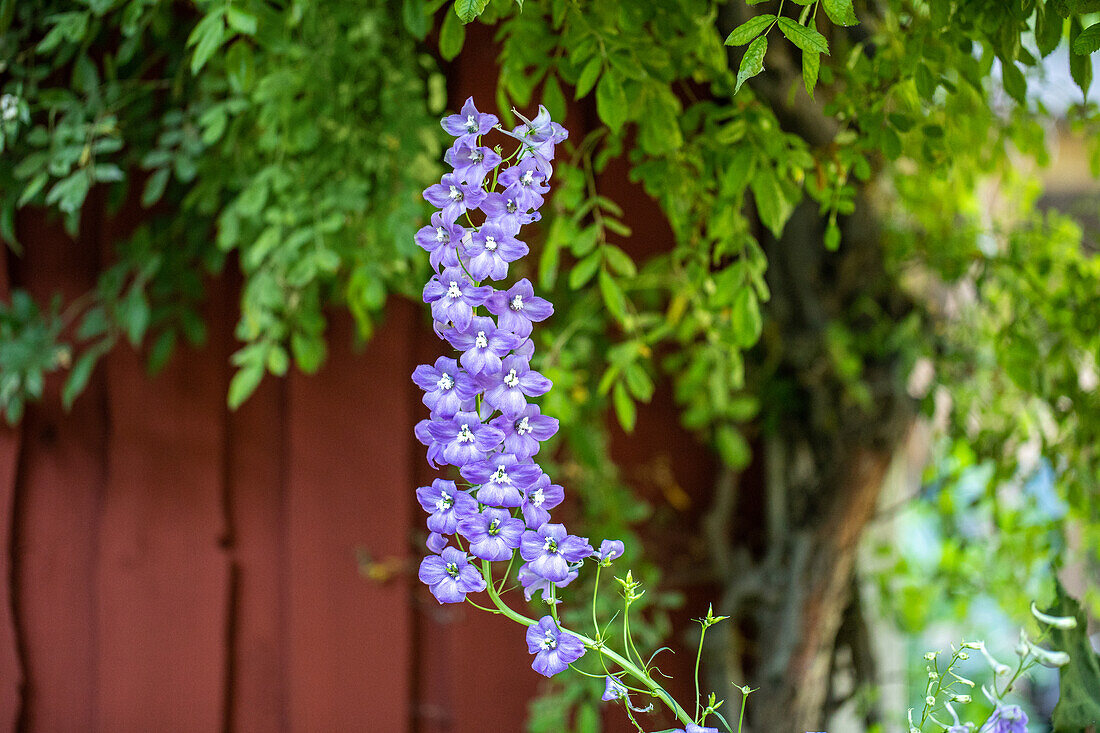 Delphinium belladonna, blue