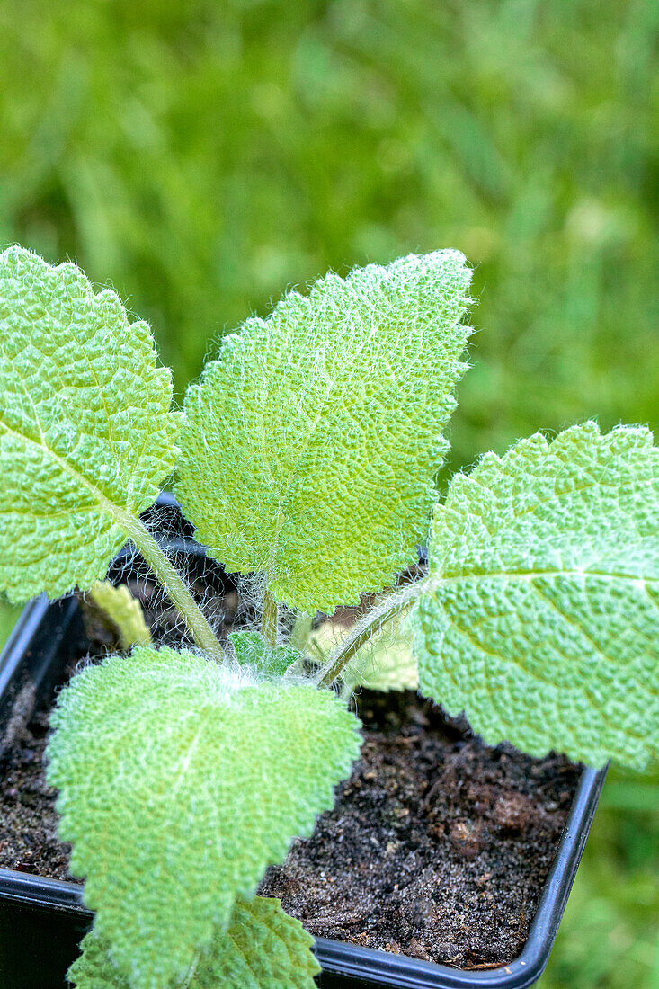 Salvia sclarea