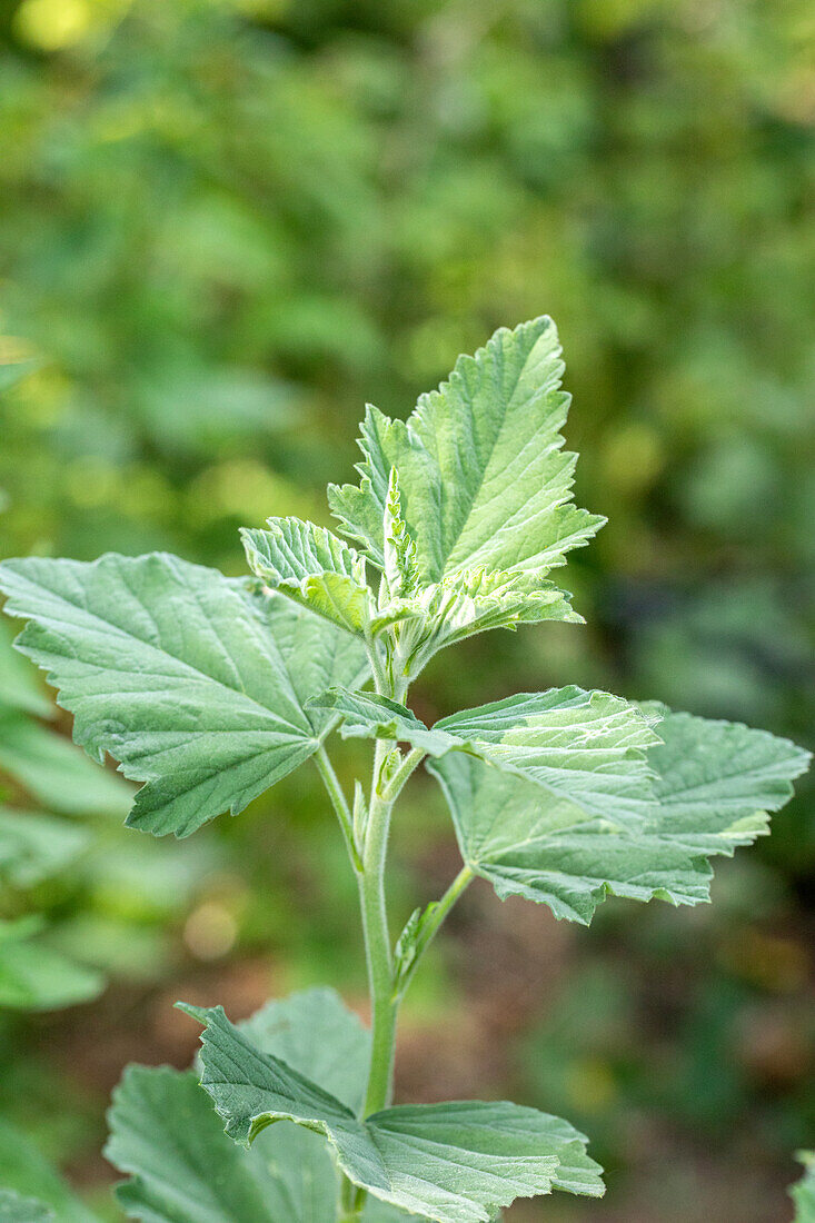 Althaea officinalis