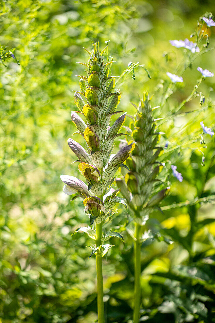 Acanthus mollis