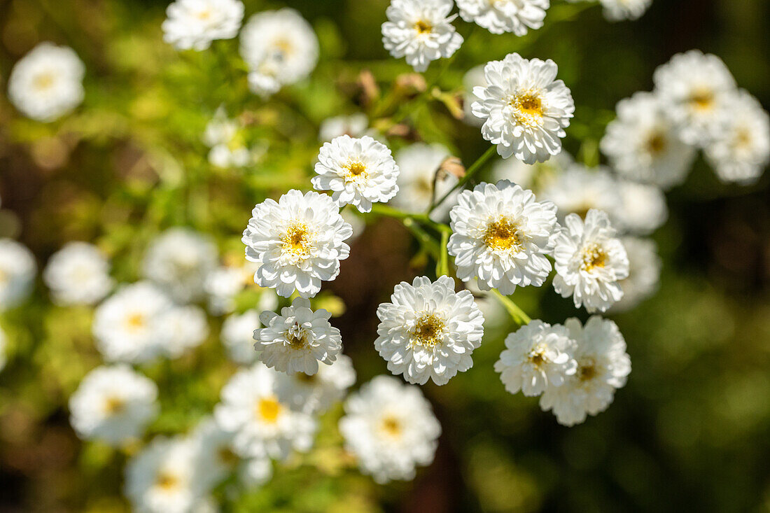 Tanacetum parthenium