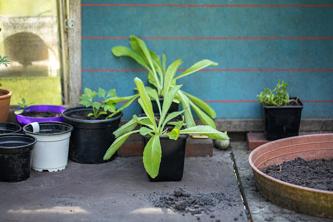 Planting table