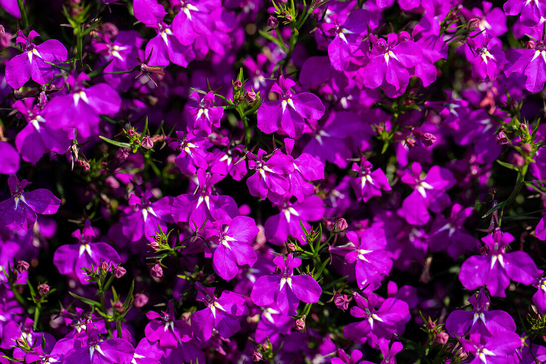 Lobelia erinus 'Techno® Violet Impr.'