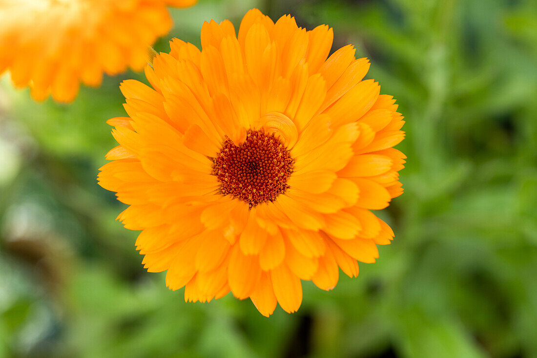 Calendula officinalis