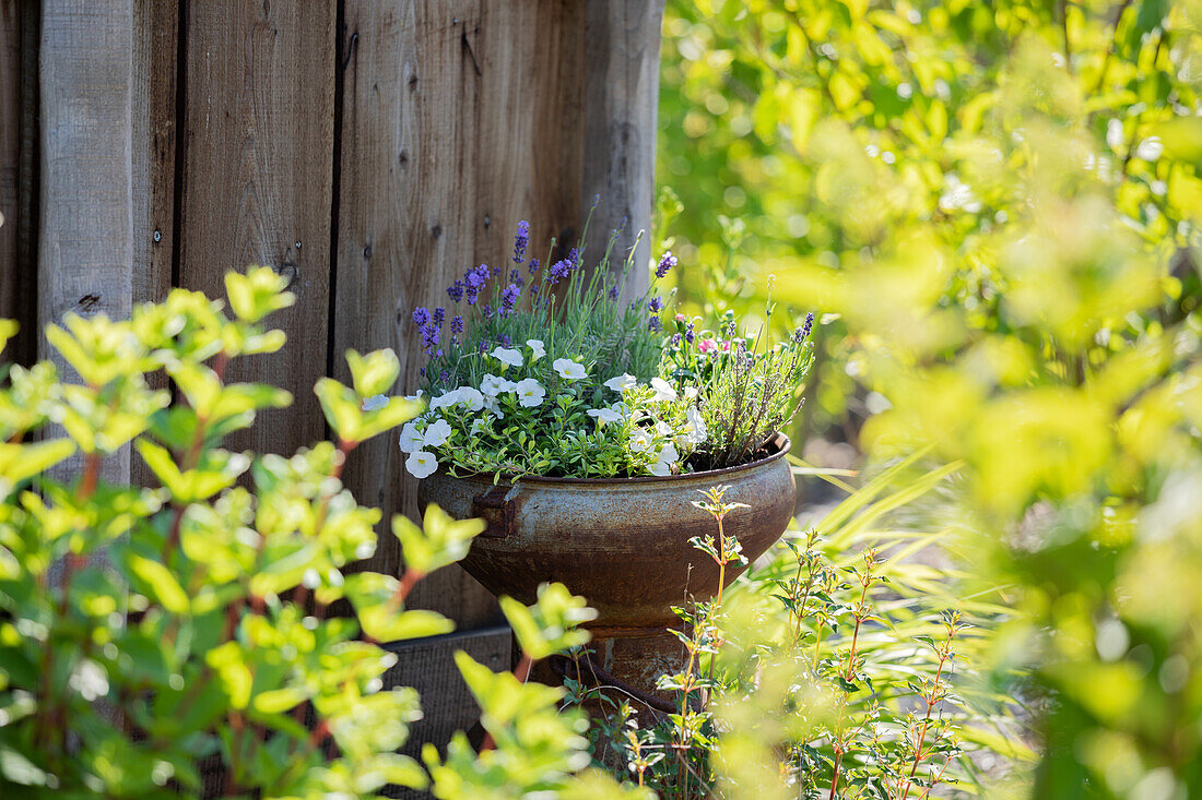 Planting in decorative planter