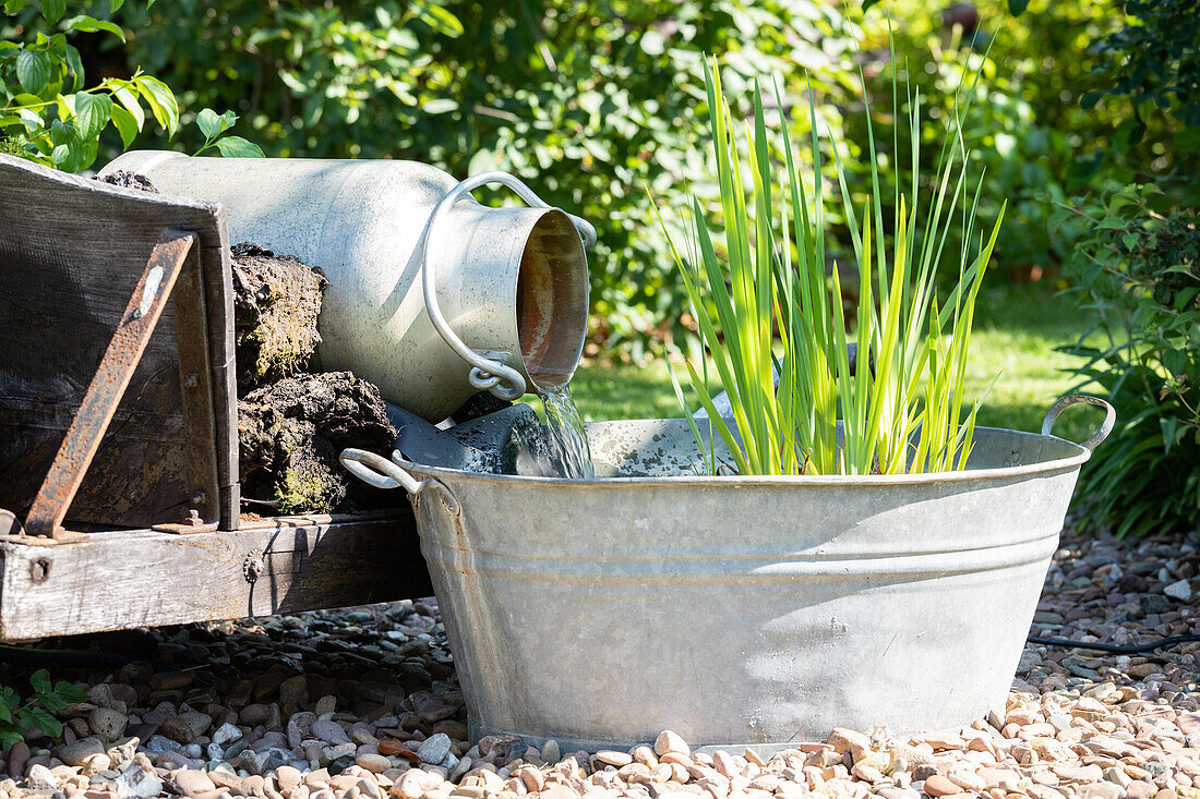 Wasserpflanzen in Zinkwanne