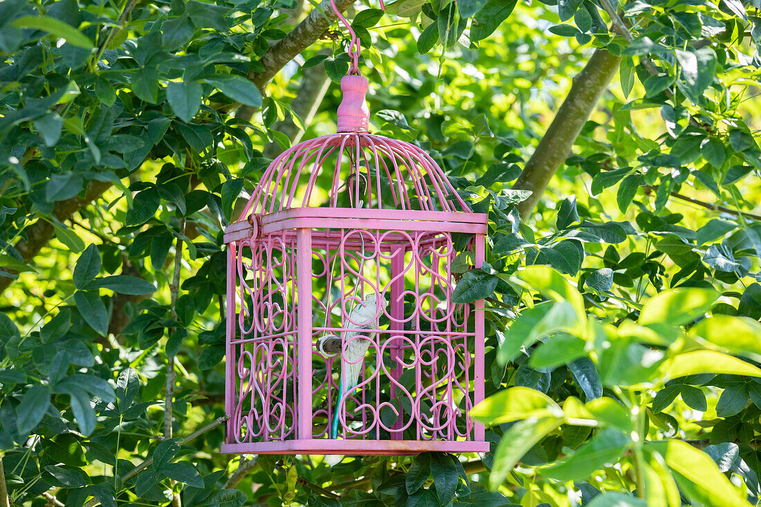 Bird cage in tree