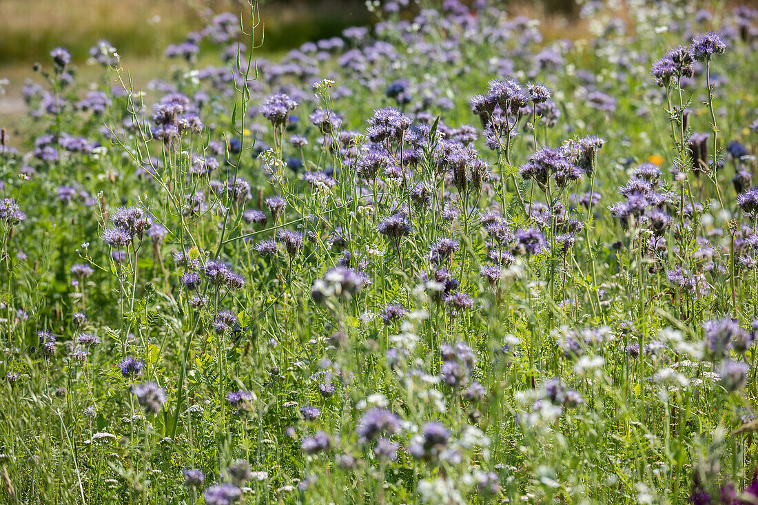 Phacelia tanacetifolia