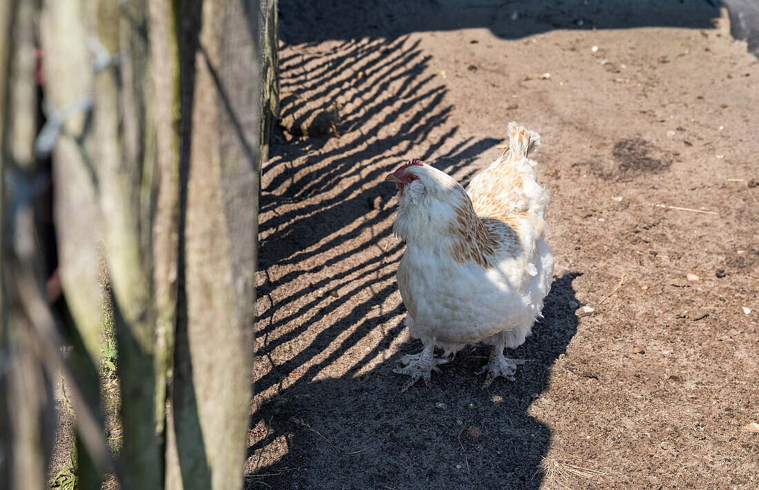 Chicken in the coop