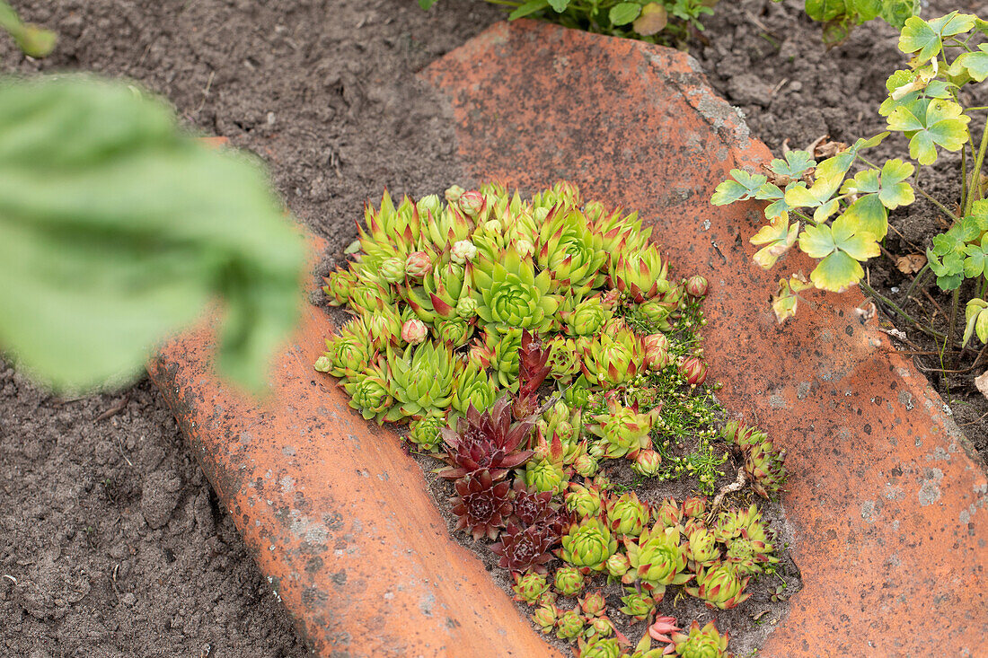 Sempervivum