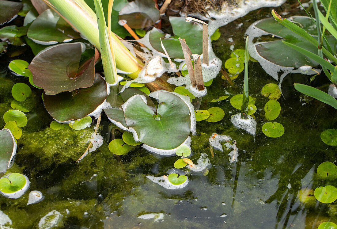 pond planting