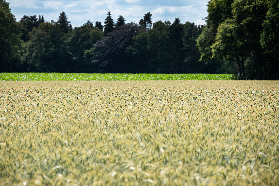 Wheat field