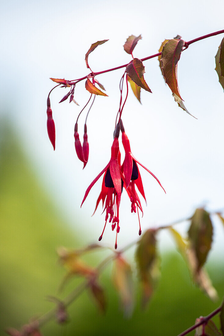 Fuchsia magellanica 'Riccartonii' fuchsia
