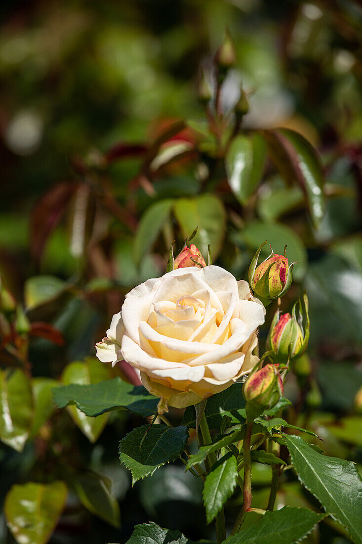 Strauchrose, weiß