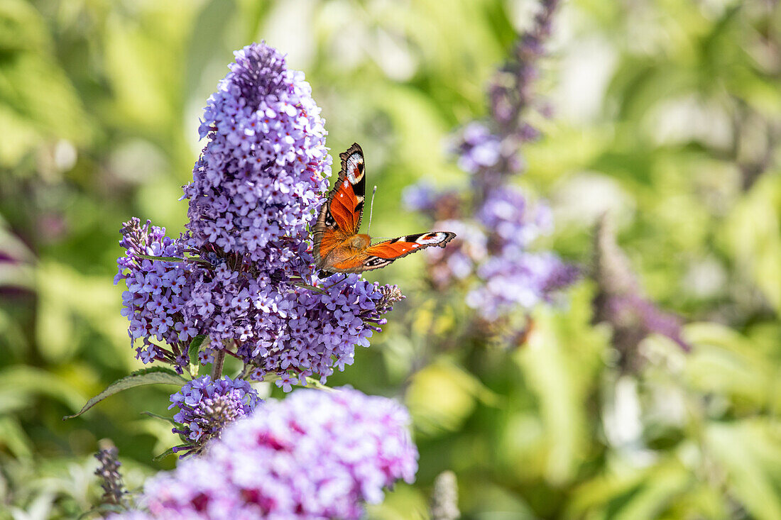 Peacock butterfly on summer lilac tree