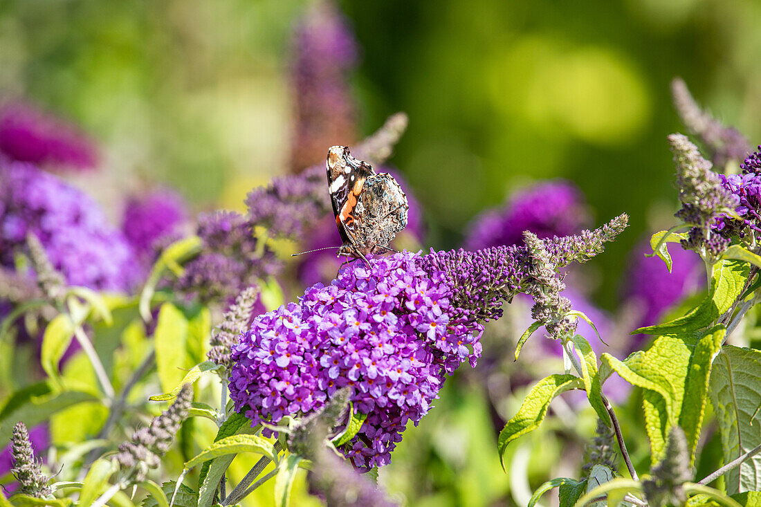 Schmetterling am Sommerflieder