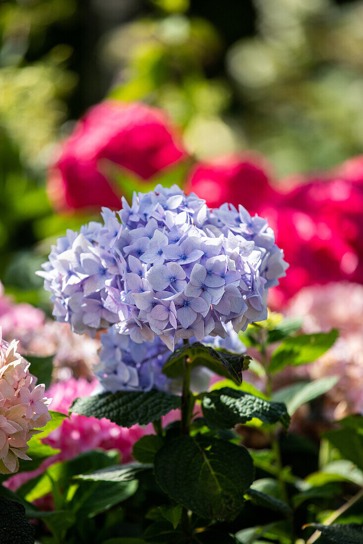 Hydrangea 'Endless Summer'®