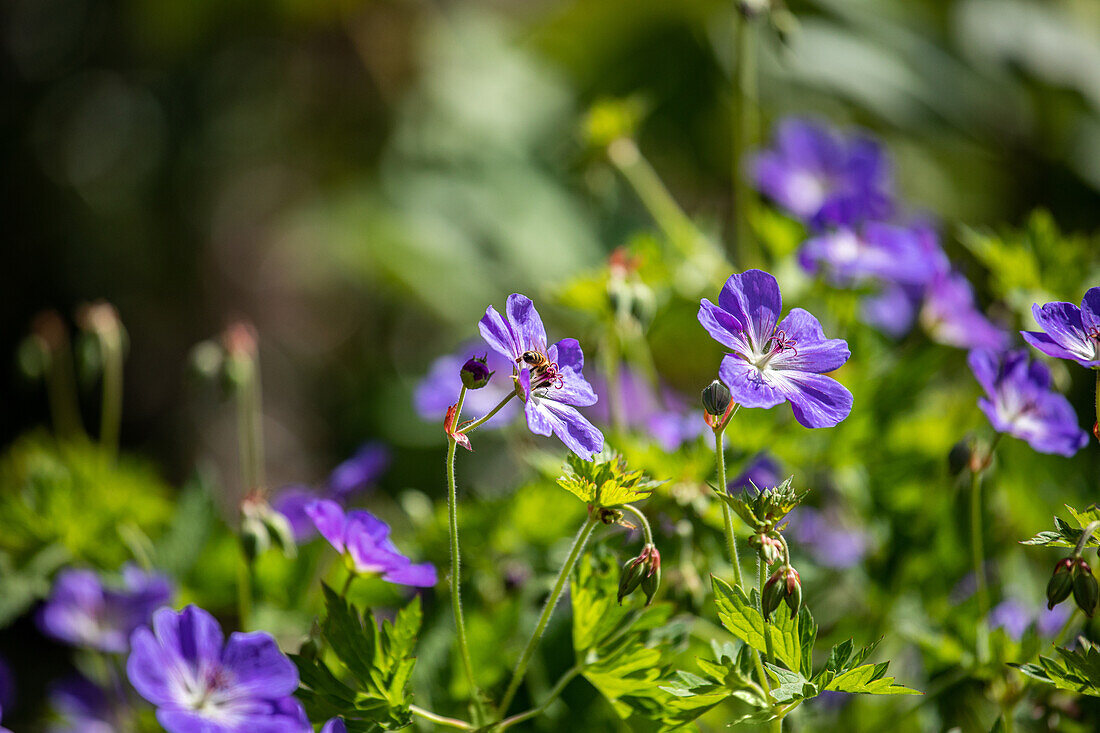 Geranium wallichianum