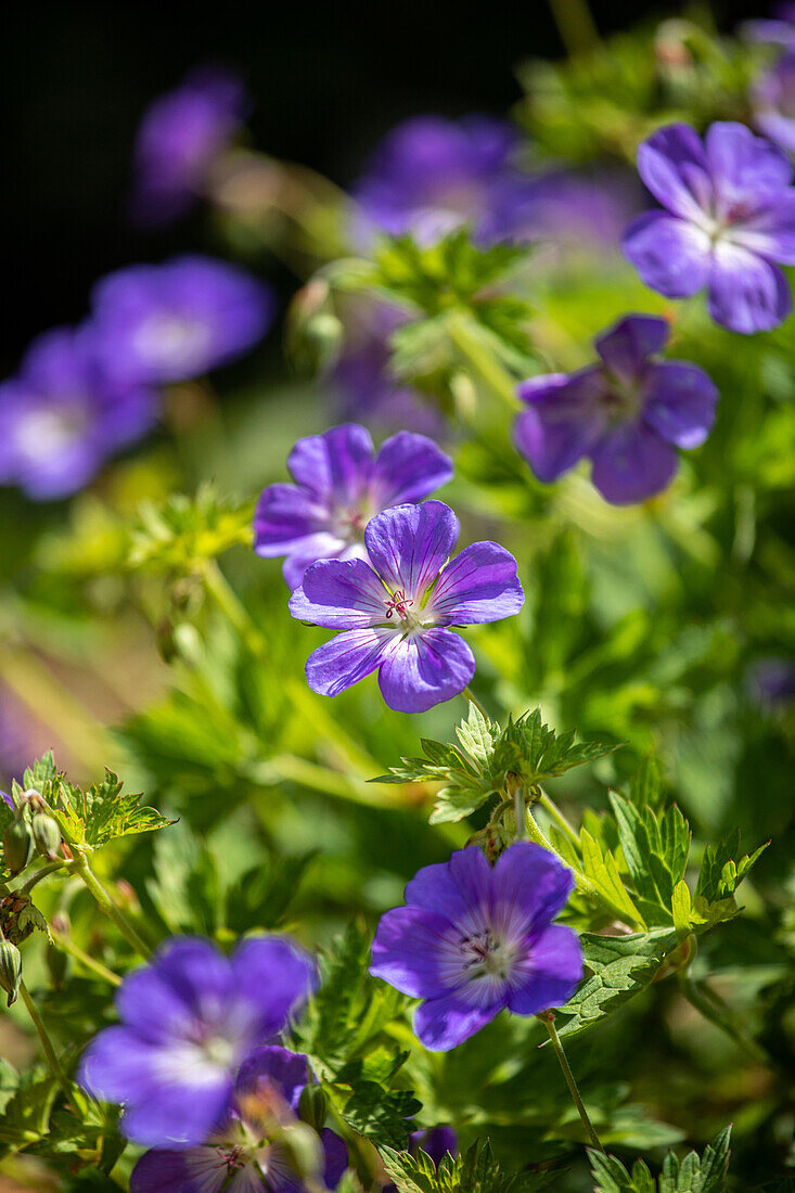 Geranium wallichianum