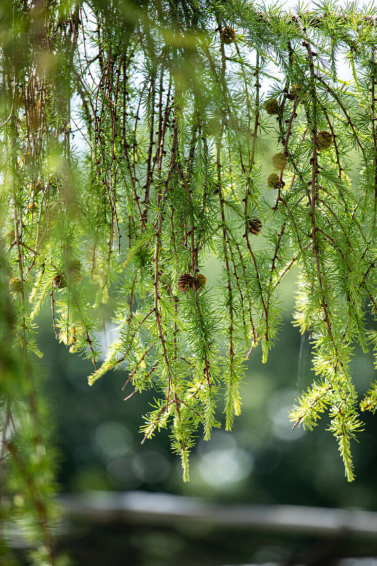 Larix kaempferi 'Pendula'