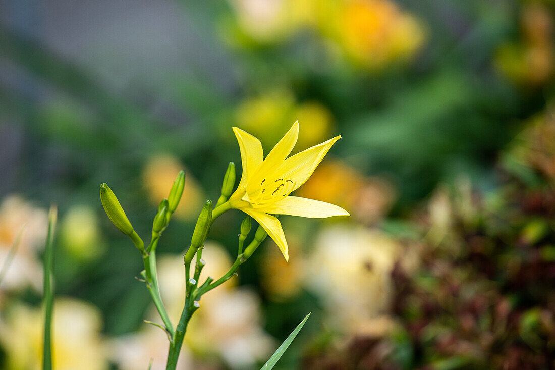 Hemerocallis, yellow