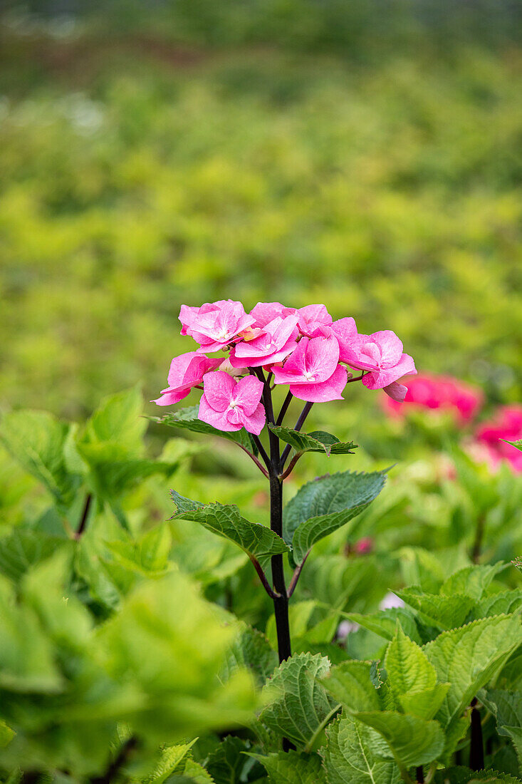 Hydrangea 'Black Steel'®