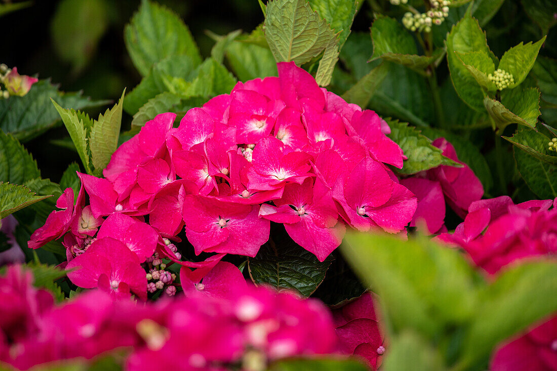 Hydrangea macrophylla, pinkish red