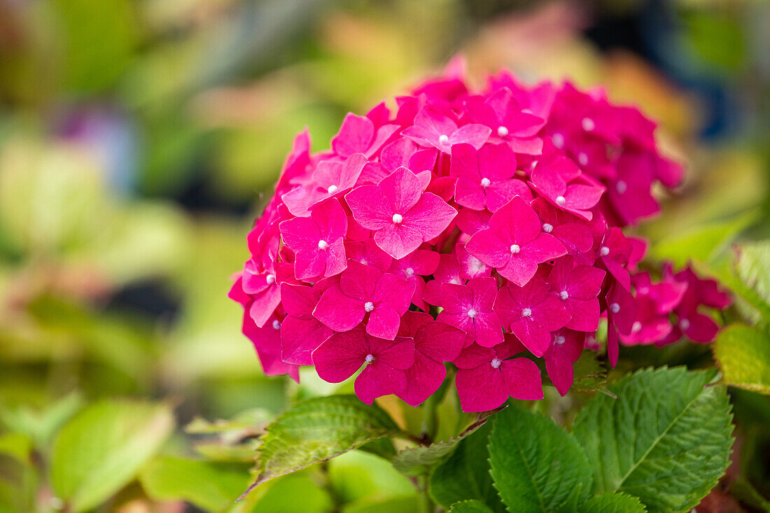 Hydrangea macrophylla, rosarot