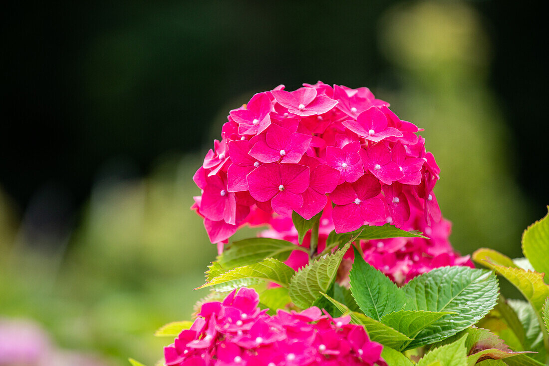 Hydrangea macrophylla, rose pink