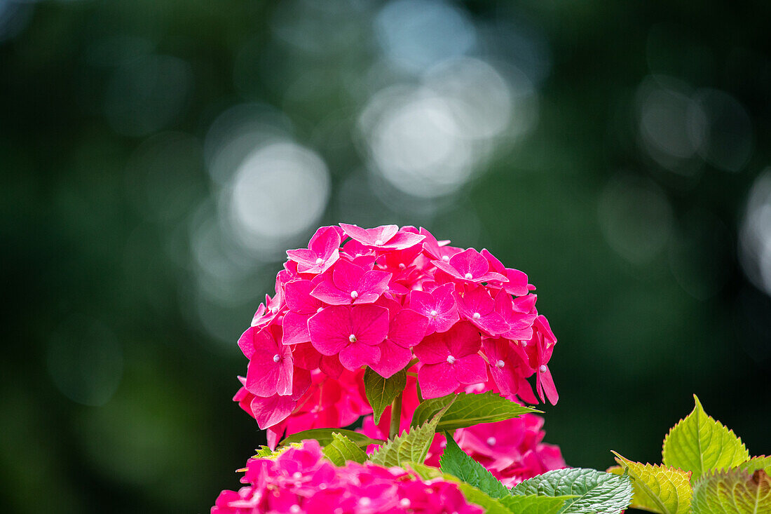 Hydrangea macrophylla, rosarot