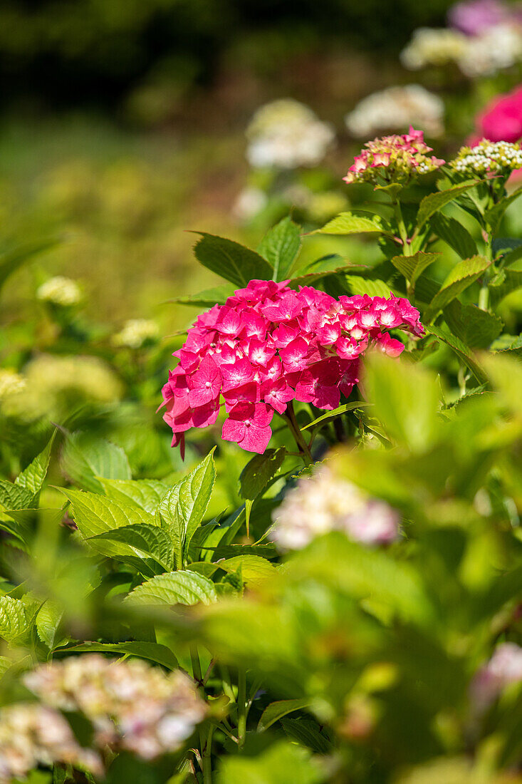 Hydrangea macrophylla Freudenstein